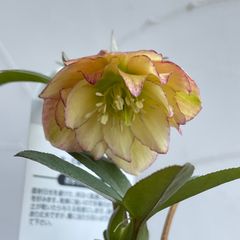 クリスマスローズ　開花株　3.5号ラベル苗　【個体番号A-9】
