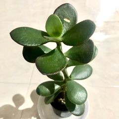 金のなる木　花月 多肉植物　抜き苗