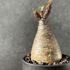 kGVCvcdhGKidCVJKFQ37ik.jpg@jpg