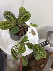 マランタ　エリトロネウラ　観葉植物　インテリア　グリーン　エキゾチック　個性的　オシャレ　観葉植物　ハンギング