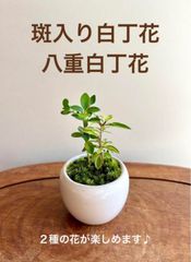 【限定】斑入り白丁花と八重白丁花のミニ盆栽　みるく色の鉢