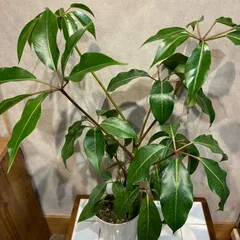 SALE❗️ツピタンサス❤️7号鉢のサムネイル