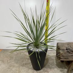 ユッカロストラータ　黒陶器鉢　庭木　庭　屋外　外　植木　ドライガーデン　かっこいい　おしゃれ　ショップ　ガーデニング　シンプル