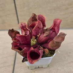 2025年最新】食虫植物の人気アイテム - メルカリ