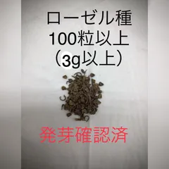 沖縄産　ローゼル　種　3g