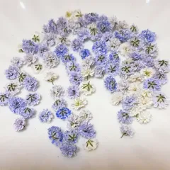 (01)かすみ草ドライフラワー100粒