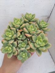 ペリドット　群生