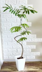 エバーフレッシュ⭐️曲がり - メルカリ