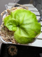 ビカクシダ　胞子培養苗　リドレイ細葉1苗！　コウモリラン　②