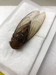 昆虫標本★ベトナム産セミ