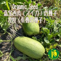 嘉宝西瓜（かほうスイカ）の種子　12粒　無農薬無化学肥料栽培の有機種子
