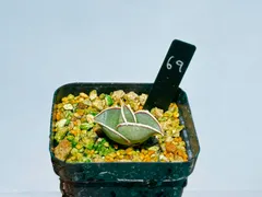 黄*者様 S8919-2★オークション★ サンスベリア ロリダ ヴァエリガータ サンスベリア ロリダ 011 – linkplants -リンクプランツ-