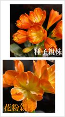 君子蘭8008 - メルカリShops