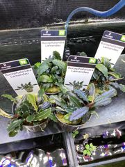 ブセファランドラ sp. ラマンダウ　アクアフルール社　1ポット Bucephalandra Lamand
