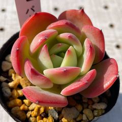 パトリシア　多肉植物　エケベリア　韓国苗