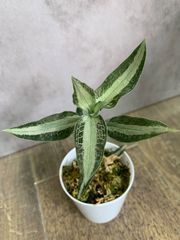 アスピドギネ　アルゲンティア　シルバー系　ジュエルオーキッド