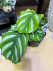 カラテア・ベサール　3号　稀少　オルビフォリア　人気　上品　キレイ　インテリア　グリーン　観葉植物