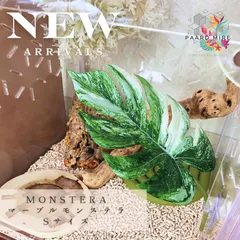 🌿マーブルモンステラSサイズ  爬虫類用品 レイアウト用品のサムネイル