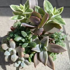 参考画像中型多肉植物 緑色 金属製容器