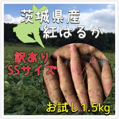 茨城県産【紅はるか】-新物-食べきり手の平サイズss（さつまいも）1.5kg以上