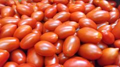 ミニトマト「シュガープラム」3kg たぶん今年最後 北海道産 クール便発送
