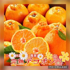 ☆限定破格☆和歌山産☆デコポン不知火１０〜１２玉入箱☆ミカン蜜柑☆シラヌイのサムネイル