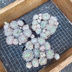 ☆ピンクベリー☆多肉植物