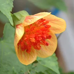 【 ソラさん専用 】アブチロン シャスタ 等　2株