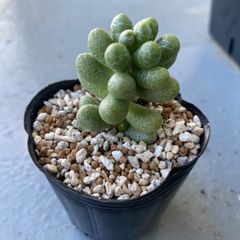 速達＊多肉植物 カット苗 セダム 緑亀の卵 発根済