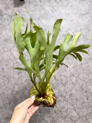 輸入直後!!【 Sサイズ】B10 ▽P.ridleyi Wild from Central Borneo ▽ リドレー　リドレイ【PLANET】ビカクシダ