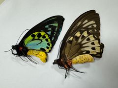 蝶の標本★マライタ島産アオメガネペアNo2