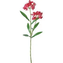 2025年最新】エピデンドラムの人気アイテム - メルカリ