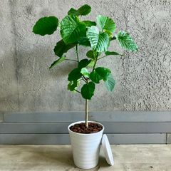 りんご♡オリーブエルグレコテラコッタ鉢植え 　soujuオリーブネバディロ りんご様専用♡オリーブエルグレコテラコッタ鉢植え souju