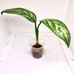 発根済み》ユッカ・エレファンティペス カット枝 新芽付 - メルカリ