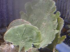 海藻 ハゴロモ 1株 海草 海水魚 サンゴ リフジウム