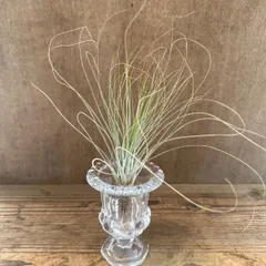 チランジア　ジュンセア　グラス付き②　現品　Tillandsia juncea　ティランジア エアプランツ エアープランツ  観葉植物 観葉 植物 ガラスベース インテリア プレゼント おしゃれ 育てやすい