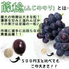 朝採れ直送！　藤稔　ぶどう　葡萄　旬　訳あり　２キロ　産地直送