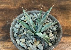 Agave Utahensis var, Nevadensis /アガベ ユタエンシス ネバデンシス 信楽焼鉢付き 発根済み 送料込み