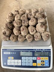 こんにゃく種芋(品種:あかぎ大玉)約2kg