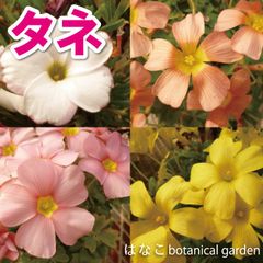 限定価格！【花のタネ】春咲きオキザリス　選べる花色30球　地植え　ガーデニング