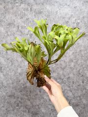 輸入直後新鮮株【Mサイズ】C14 ▽P.ridleyi Wild from Central Borneo ▽ リドレー　リドレイ【PLANET】ビカクシダ
