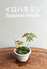ミニ盆栽　モミジ　アンティーク風　ミルク色の鉢