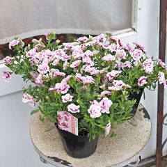 花苗 カリブラコア チェリーフリル 3.5号 多年草 よく咲く 暑さに強い ピンク