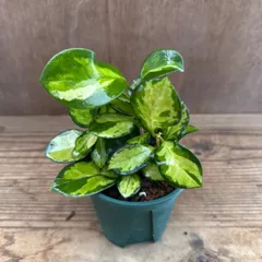 ホヤ オーストラリス リサ ① 現品　Hoya australis lisa サクララン 桜蘭  観葉植物 観葉 植物 インテリア プレゼント おしゃれ かわいい ミニ  グリーン アートプランツ