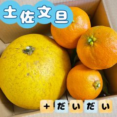 福岡県産 土佐文旦＆橙(だいだい)セット ★今期最終