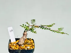 2025年最新】パキプス パワータンクの人気アイテム - メルカリ