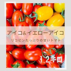 完熟で甘い❣️リコピンたっぷり‼️ミニトマト❣️アイコandイエローアイコ
