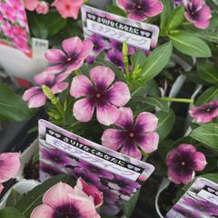 鉢花・花苗・リーフ等(1苗・同梱依頼OK)