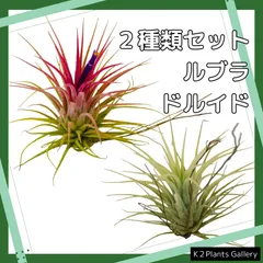 ご*ん様 チランジア22種 まとめ売り お買い得セット(メルカリ便にてお届けしま 2025年最新】チランジアの人気アイテム - メルカリ