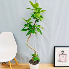 ［現品］82番　フィカス　アルテシマ　曲がり　8号　観葉植物　室内　大型　ゴムの木　おしゃれ　かわいい  斑入り